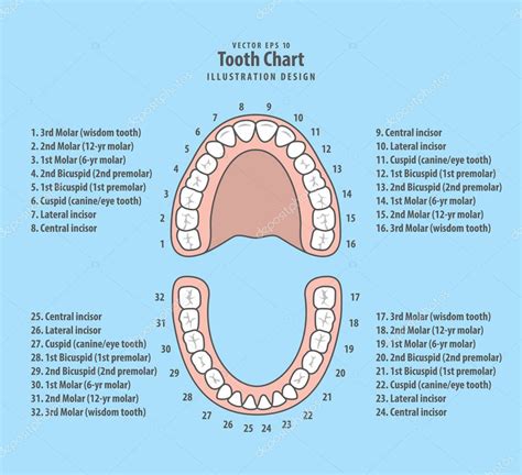 Tabela Com Numero Dos Dentes Edulearn