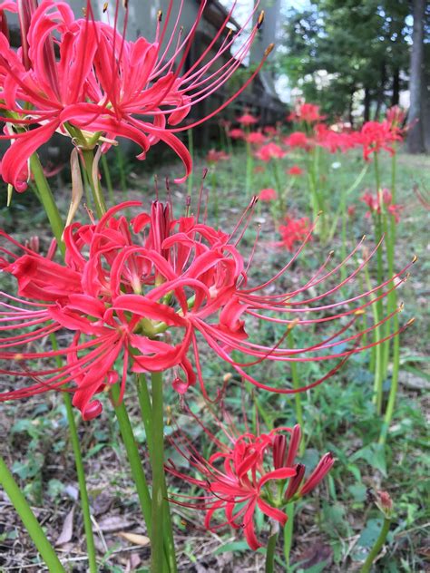 Red Spider Lily Higanbana A Symbol Of Autumnand Death