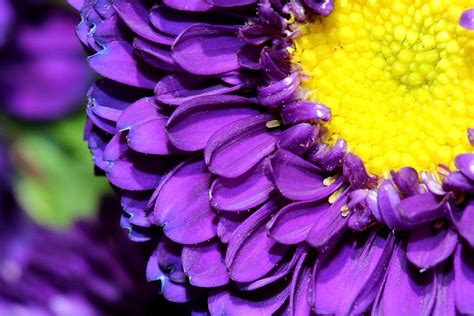 Love The Purple Flower Photograph by Christy Patino