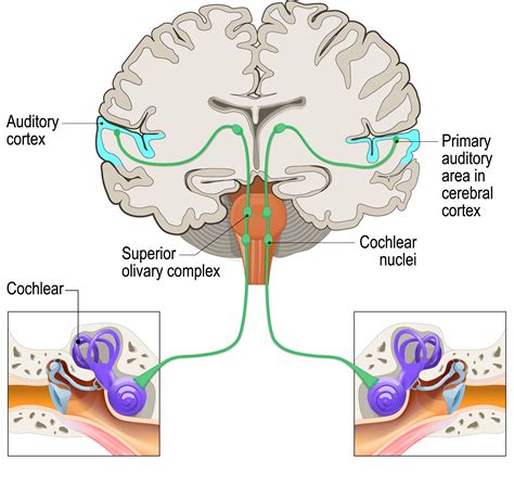 Auditory Pathway Brain My Xxx Hot Girl