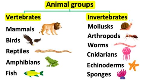 Invertebrates Animals Names