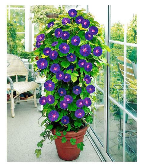 Sally smith | 07:00 uk time, friday, 29 april 2011. Matrix Annual Climbing Ipomoea Plant Flower Seeds - 30 ...