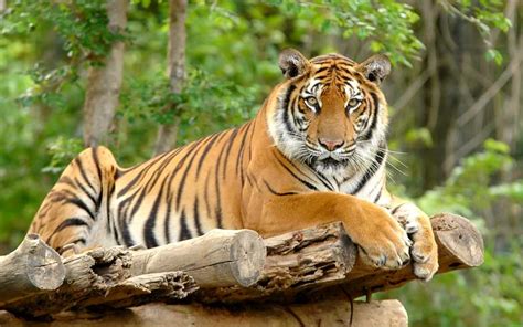 Tigre De Bengala Tigres Información Y Características