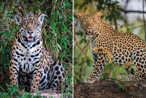 Wild Cats 101 Jaguars Vs Leopards Panthera