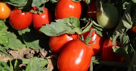 California's tomato business is rotten — and farmers are seeing red