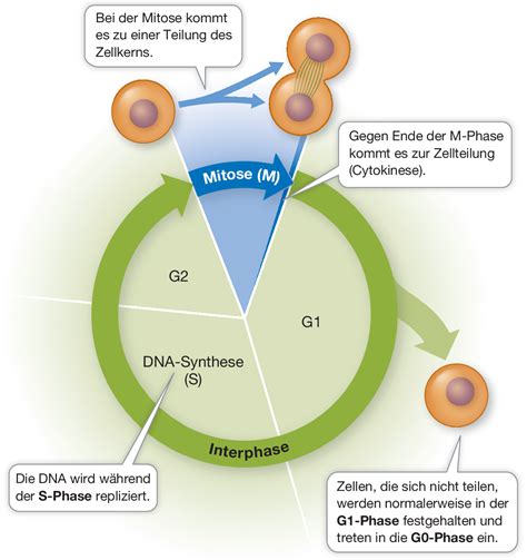 nach erstmaliger phosphorylierung von prb wird es von cdk2/cyclin e erkannt und hyperphosphoryliert. Schematische Darstellung Des Zellzyklus
