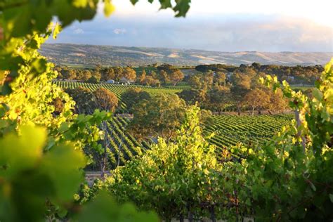 Guide To South Australian Wine The Top Australian Wine Region