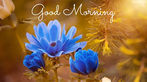 4k Good Morning Wallpapers High Quality Download Free