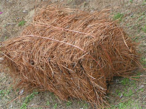 Bale Of Longleaf Pine Needle Mulch Longleaf Pine Straw Mulch Premium