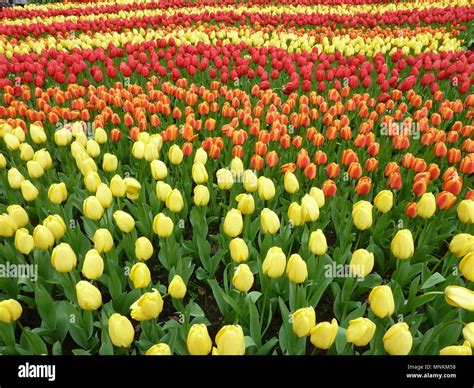 Los Tulipanes Keukenhof Holanda Diferentes Colores De Las Flores