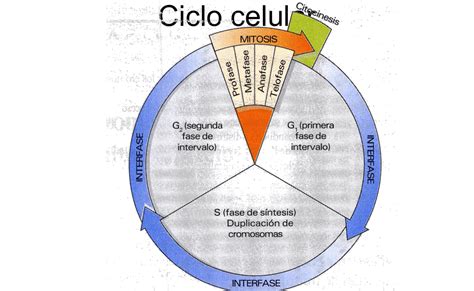 Fase Del Ciclo Celular Donde Se Duplican Los Cromosomas Consejos