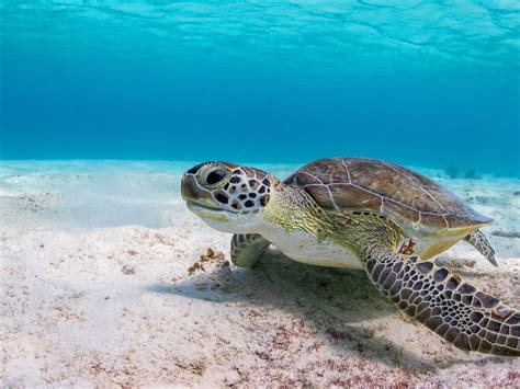 Wallpaper Turtle Underwater Sea 3840x2160 Uhd 4k Picture Image