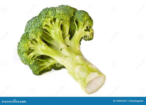 Broccoli Head Across White Stock Image Image Of Organic 18344787