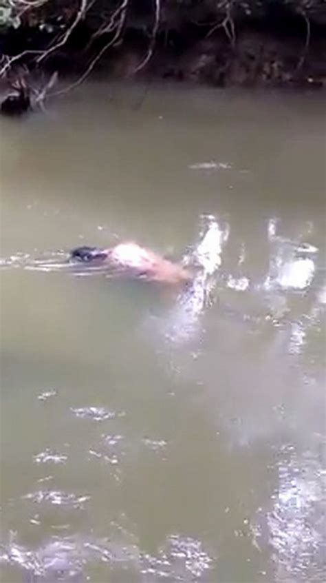 Crocodile Returns With Body Of A Dead Man It Killed After It Was