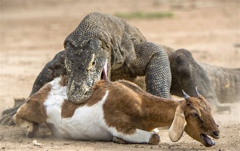 Horrible The Video Captures The Scene Of A Komodo Dragon Attacking And