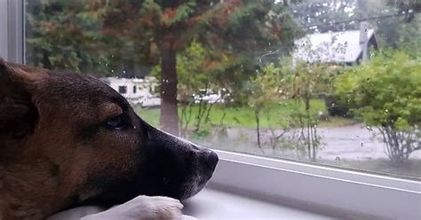 Not Allowed Out In The Rain Imgur