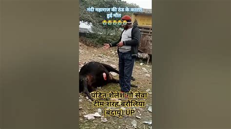 😭😭🐂🐂नंदी महाराज की हुई मौत Cow Mdd Cowvideos Nndi Baba Pandit