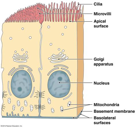 What Is The Apical Surface Of Epithelial Tissue Eliankruwstuart