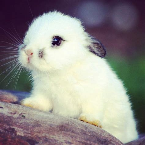 A Small White Rabbit Sitting On Top Of A Rock