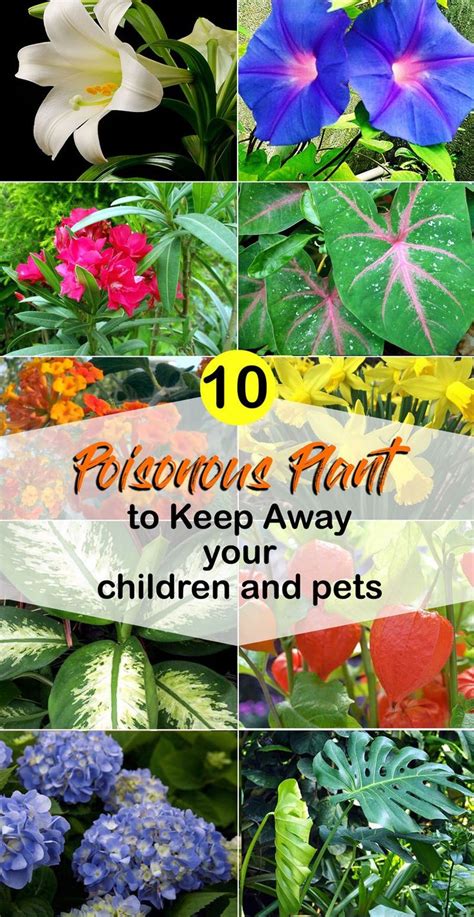 The entire plant is harmful to dogs. 10 Most Poisonous Plant | Keep Away your children and pets ...
