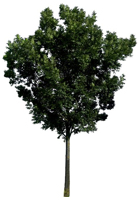 Large Tree With Leaves Png Image Purepng Free Transparent Cc0 Png