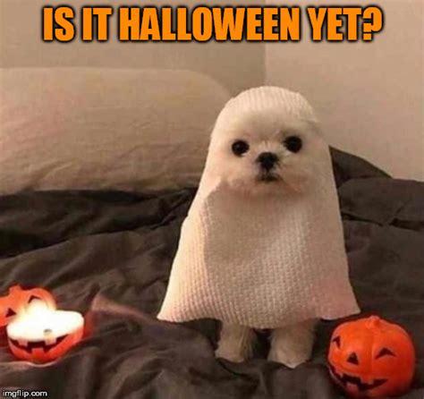 Image Tagged In Halloweenhalloween Is Comingexcited Imgflip