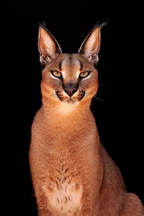 facts   cutest species caracal cat cats  care