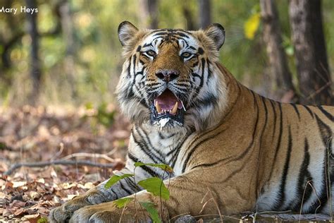 Top Tigers Of Bandhavgarh Bandhavgarh National Park