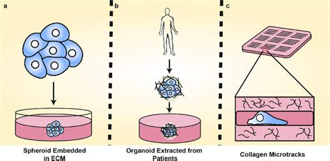 3d In Vitro Models Of Cancer Cell Invasion A Tumor Spheroids