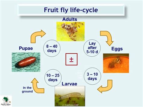 Old Life Cycle Identification Fruit Fly Africa