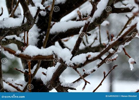 Melting Snow On Tree Branches Stock Image Image Of Melt Branch 64935233