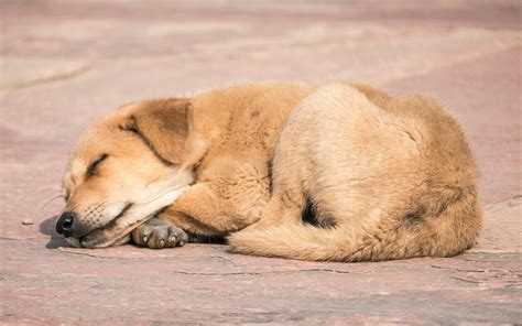 Free stock photo of sleeping dog