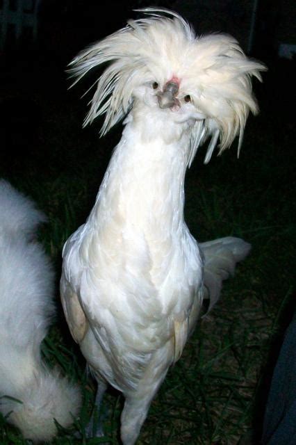 Please Help Me Sex Polish And Silkie Chickens Backyard Chickens