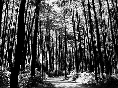 Black And White Forest Wallpaper Lzr Nature Wallpaper