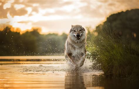 Download Depth Of Field Splash Water Dog Animal Wolfdog Hd Wallpaper By