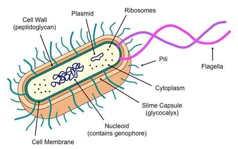 Morphology Of Bacteria And Its Structures External To Cell Wall Food