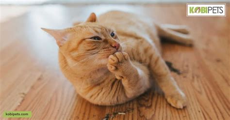 12 Things Your Cat Loves That You Should Know Kobi Pets
