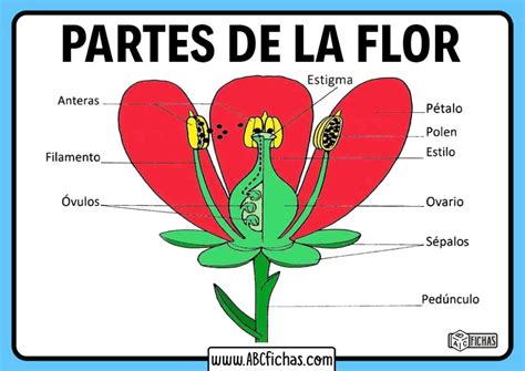 Definición Estructura Y Partes De Una Flor