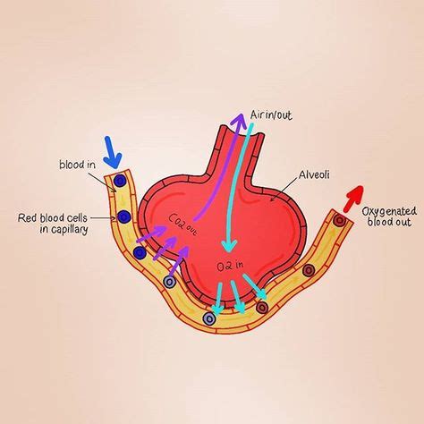 Gaseous Exchange Occurs In The Alveoli The Process Is Supersonic Why Is The Diffusion Of Gases