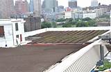 Green Roofing Brooklyn Images