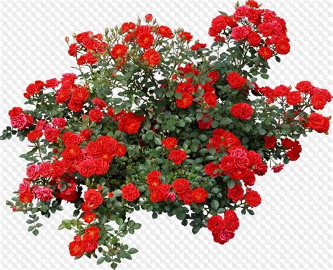 2 Psd 3 Png Bush Red Roses On Transparent Background