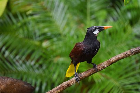 The Oropendola Interesting Thing Of The Day