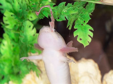 How To Feed Your Axolotl Earthworms Mudfooted