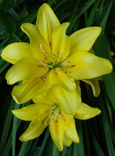 Fata Morgana Double Asiatic My Pic Plants Lily Garden