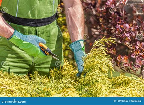 Garden Worker Trimming Shrubs With Hand Clippers Stock Image Image Of Male Active