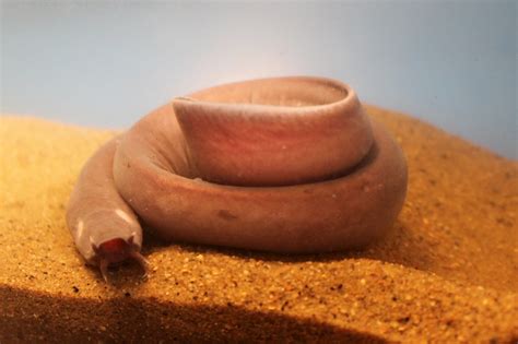 When It Comes To Romance A Hagfish Never Tellsand Thats A Serious