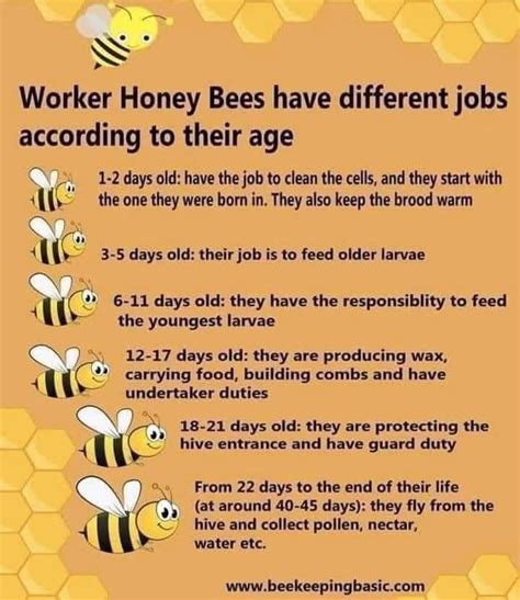 Cool Guide To Bees 9gag