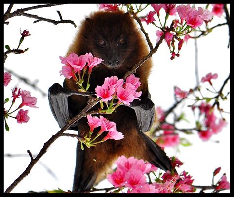Flying Fox Fruit Bat Pteropus Dasymallus Okinawa Japan Flickr