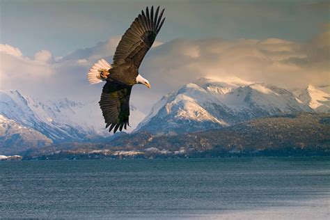 Top 10 Wildlife Encounters On An Alaska Cruise Cruises