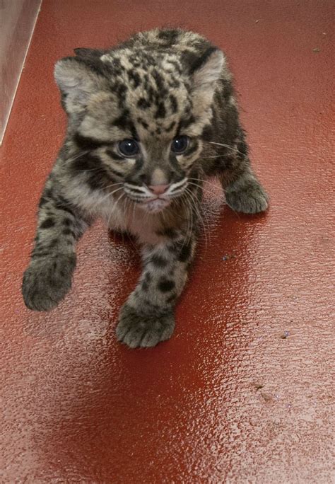 An Adorable Rare Clouded Leopard Cub Aww